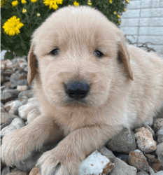 Golden Retriever available for your home