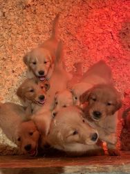 Golden Retriever Puppies!