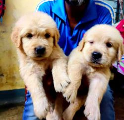 Golden Retriever puppy for sale in Kolkata