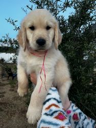 RED GOLDEN RETRIEVER PUPPY - AVAILABLE FOR PICKUP TODAY!! SUPER CUTE!