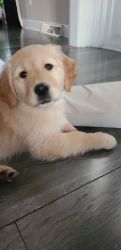 Golden puppy for sale