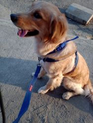 1 year old healthy fully vaccinated golden retriever for sell (thane)