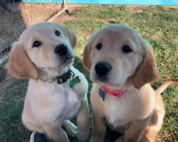 Gorgeous AKC Puppies Available Jan 31st!