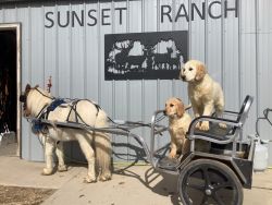 Ranch Raised Golden Retriever Puppies