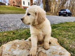 Golden Retriever puppies available now