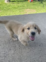 3 AKC Golden Retriever Puppies available in Central Texas