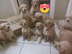 Goldies for sale