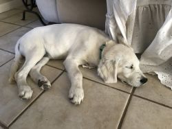 AKC Goldens For Sale