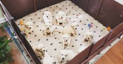 Amazing litter of 10 healthy Golden Retriever Puppies for Sale
