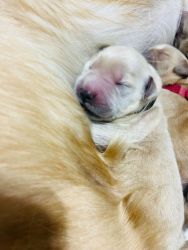 8 AKC Certified Golden Retriever puppies
