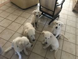 Selling Beautiful Pups