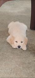 golden retriever puppies available