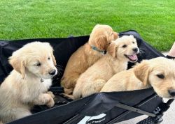 Beautiful Golden Retriever Puppies 10 weeks old Male and Female