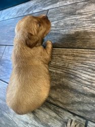 8 puppies for sale