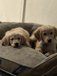 Akc Golden retrievers 2 males available