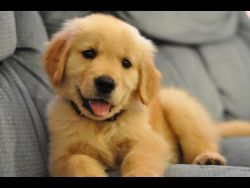 Golden retriver puppys 35 days at best quality breed xxxxxxxxxx