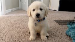 Golden retriver puppys so very nice and healthy 40 days pups
