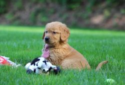 Cute AKC Registered Golden Retriever Puppies