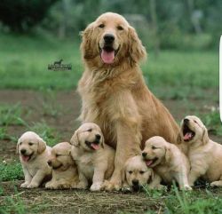 Best Quality Golden Retriever Puppies For Sale