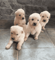 Akc Reg and Potty trained males and females golden retriever puppies