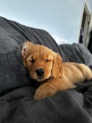 Golden Retriever Puppies For Sale In Bangalore