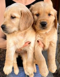 Thanksgiving Golden Retriever Puppies