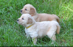 AKC golden retriever of 8 weeks old quality puppy