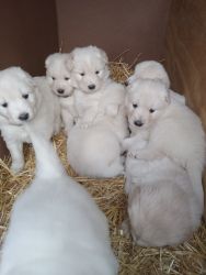 Eight Golden Retriever-Samoyed Puppies