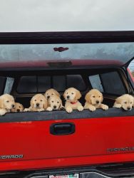 Beautiful Loving Purebred Golden Retriever Puppies!