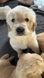 Golden retriever puppies for sale