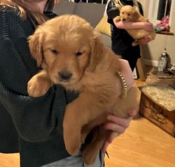 PRICE REDUCED! Golden Retriever Puppies Perfect Easter Gift!