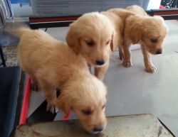 AKC Golden Retriever Pups