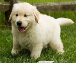 Male And Female Golden Retriever Puppies Available