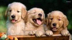 free Golden Retriever puppies