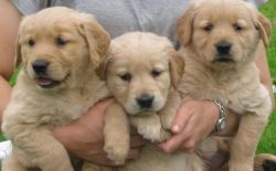 beautiful golden retriever pups