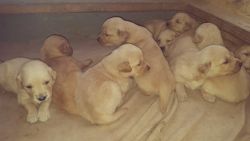 AKC golden retriever puppies