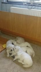 3 Cute Goeden Retriever Puppies (xxx) xxx-xxx3