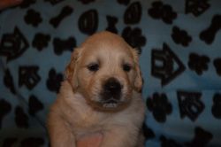 Kc Registered Golden Retriever Puppies for adoption