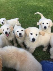 Golden Retriever Pups, English Cream, AKC, OFA, Champion Bloodlines