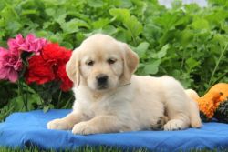 Awesome Golden Retriever puppies ready to go now