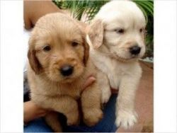 Two Gorgeous, quality AKC Golden Retriever puppies