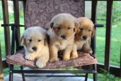 Awesome Golden Retriever Puppies Available For Adoption