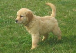 AKC Golden retriever Puppies For Sale