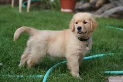 cute lovely golden retrieval puppies for adoption