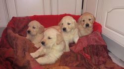 Kc Registered Georgous Golden Retriever Puppies