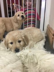 Golden Retriever Pups Kc Reg Health Tested Parents
