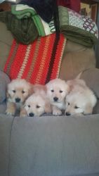Golden Retriever puppies looking for their forever home!