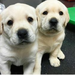 Golden retriever puppies For Rehome