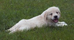 GOLDENRIDGE KENNELS PUPS FOR SALE IN MAINE