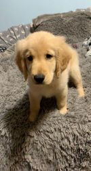 Golden retriever puppy for sale!